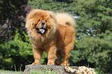 CHOW CHOW 375